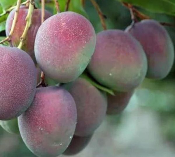 Bibit Pohon Apel Mangga - Tanaman Buah Manggah Appel Merah Super Kutai Barat