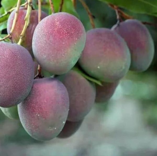 Bibit Pohon Apel Mangga - Tanaman Buah Manggah Appel Merah Super Muaro Jambi
