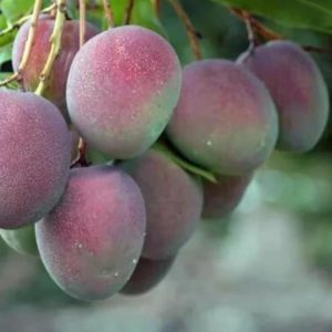 Bibit Pohon Apel Original Mangga - Tanaman Buah Manggah Appel Merah Lamandau