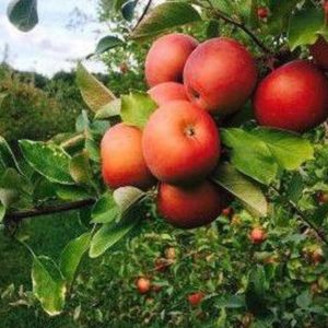 Bibit Pohon Apel Wpv Anna Merah Cepat Berbuah Dan Terlaris Hulu Sungai Tengah