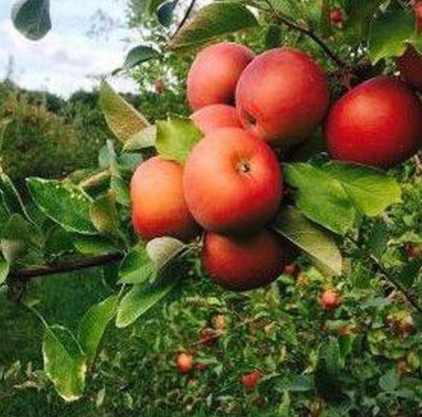Bibit Pohon Apel Wpv Anna Merah Cepat Berbuah Dan Terlaris Hulu Sungai Tengah