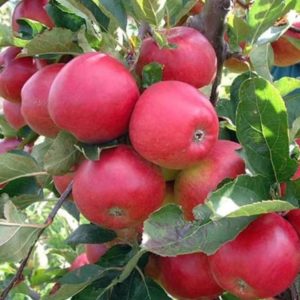 Bibit Pohon Apel Wpv Anna Merah Cepat Berbuah Dan Terlaris Madiun