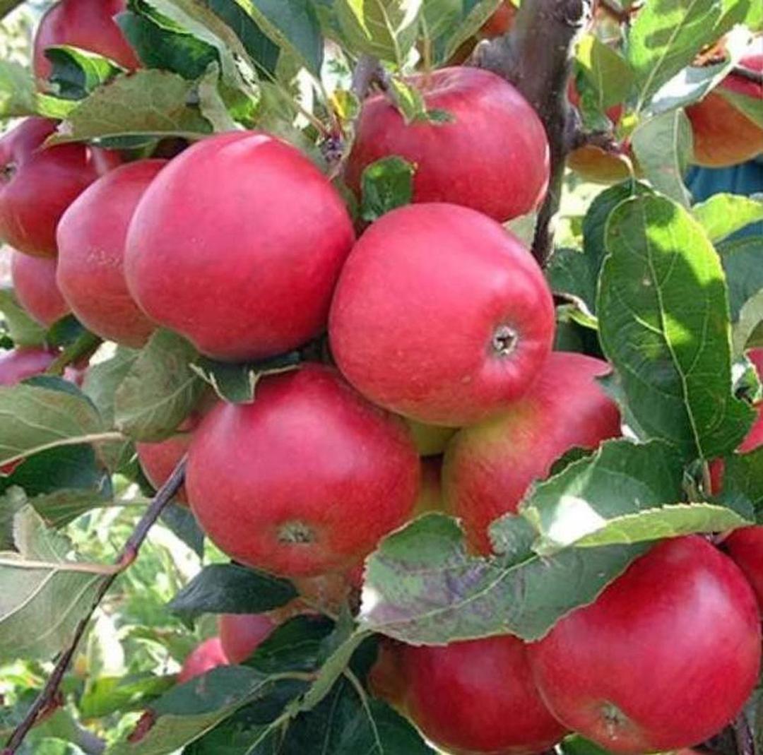 Gambar Produk Bibit Pohon Apel Wpv Anna Merah Cepat Berbuah Dan Terlaris Madiun