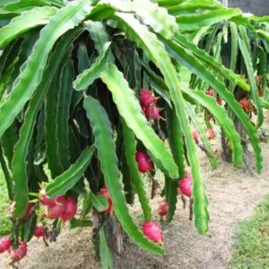 Bibit Pohon Buah Naga Merah - Tanaman Dragon Fruit Baru Tabalong