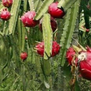 Bibit Pohon Buah Naga Merah - Tanaman Dragon Fruit Lapak Terbaik Minahasa Selatan