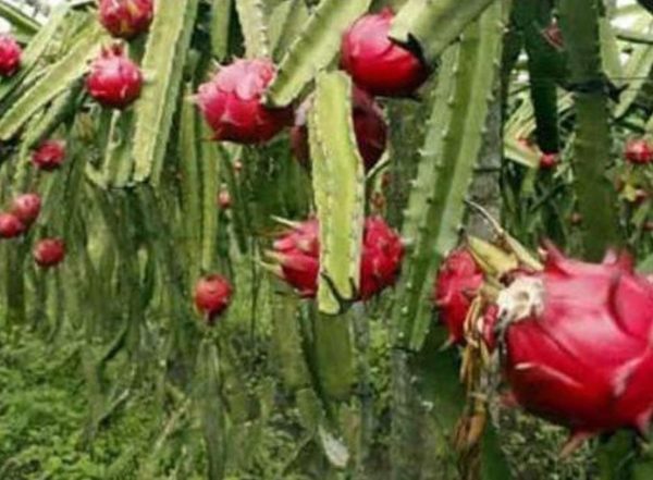 Bibit Pohon Buah Naga Merah - Tanaman Dragon Fruit Lapak Terbaik Minahasa Selatan