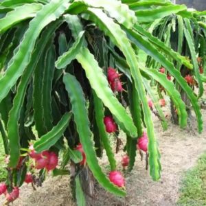 Bibit Pohon Buah Naga Merah - Tanaman Dragon Fruit Lapak Terbaik Nias Selatan