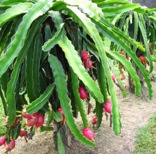 Bibit Pohon Buah Naga Merah - Tanaman Dragon Fruit Lapak Terbaik Nias Selatan