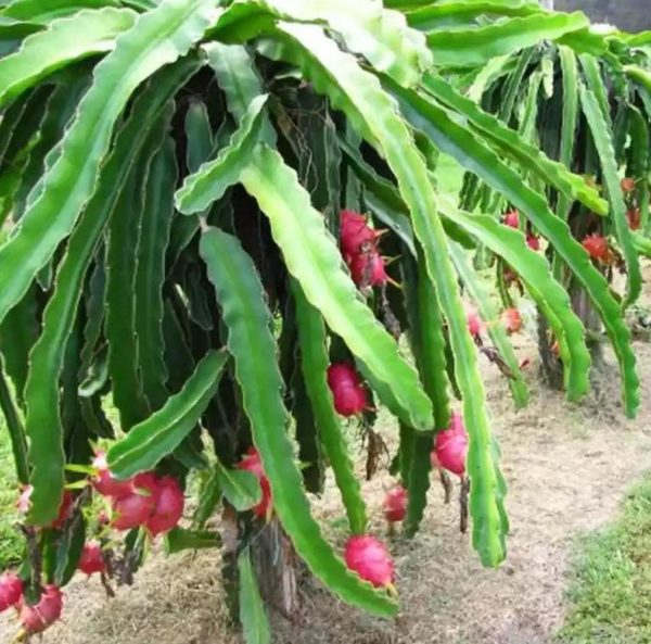 Bibit Pohon Buah Naga Merah - Tanaman Dragon Fruit Super Tabalong