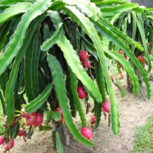 Bibit Pohon Buah Naga Merah - Tanaman Dragon Fruit Termurah Kampar
