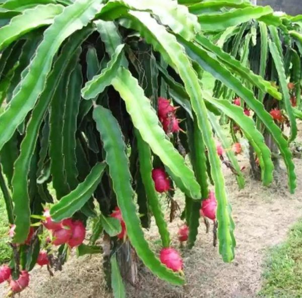 Bibit Pohon Buah Naga Merah - Tanaman Dragon Fruit Termurah Kampar
