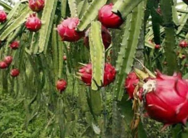 Bibit Pohon Buah Naga Pusat Tanaman Merah - Dragon Fruit Erni Bukittinggi