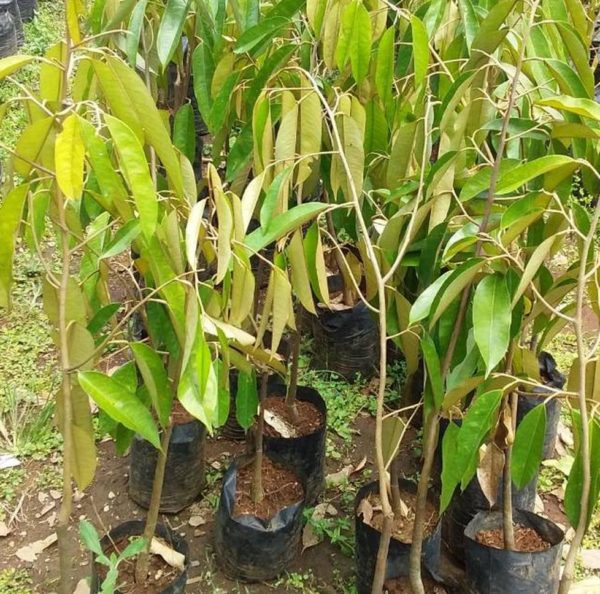 Bibit Pohon Durian Montong Seram Bagian Timur