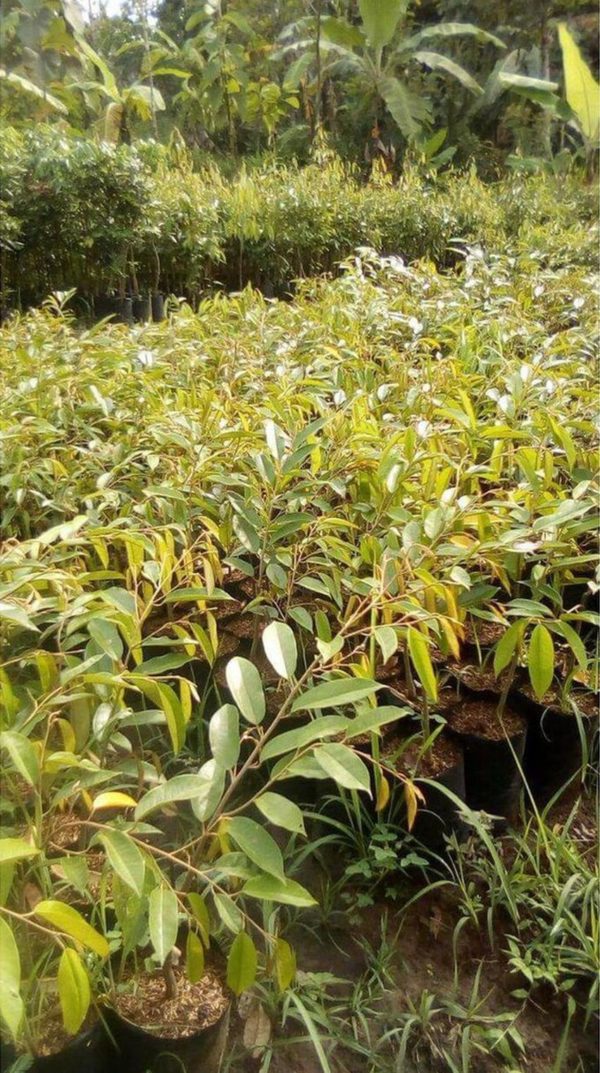 Bibit Pohon Durian Super Montong Tanaman Buah Kapuas