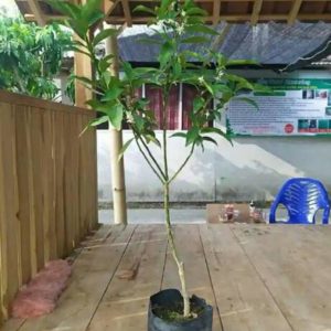 Bibit Pohon Jeruk Buah Nagami Cepat Berbuah - Bisa Dimakan Sama Kulit Nya Lanny Jaya