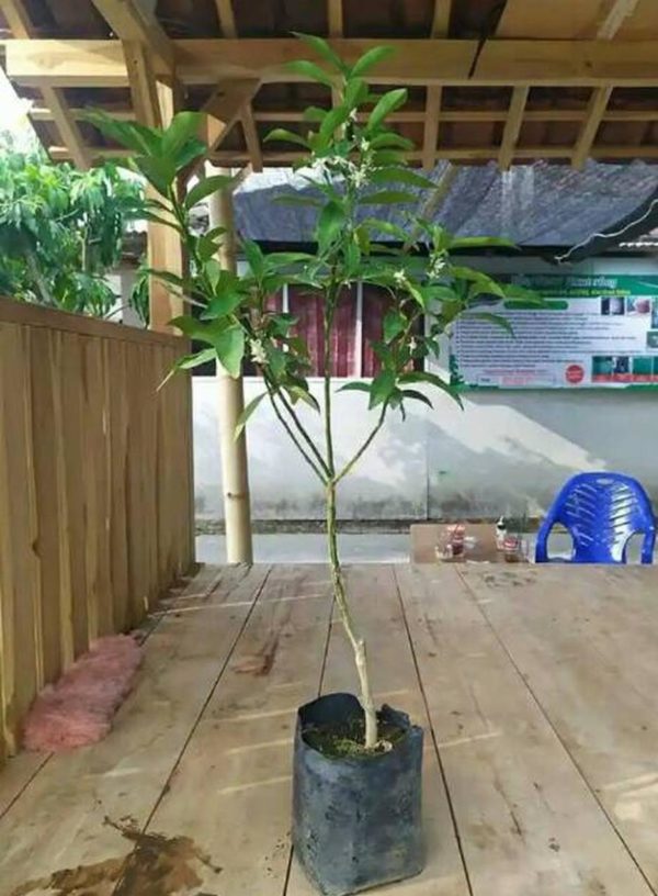 Bibit Pohon Jeruk Buah Nagami Cepat Berbuah - Bisa Dimakan Sama Kulit Nya Lanny Jaya
