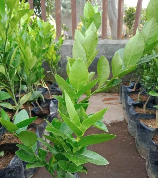Bibit Pohon Jeruk Lemon California Dompu