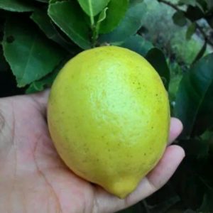 Bibit Pohon Jeruk Lemon Tea Kuning Buah Karawang