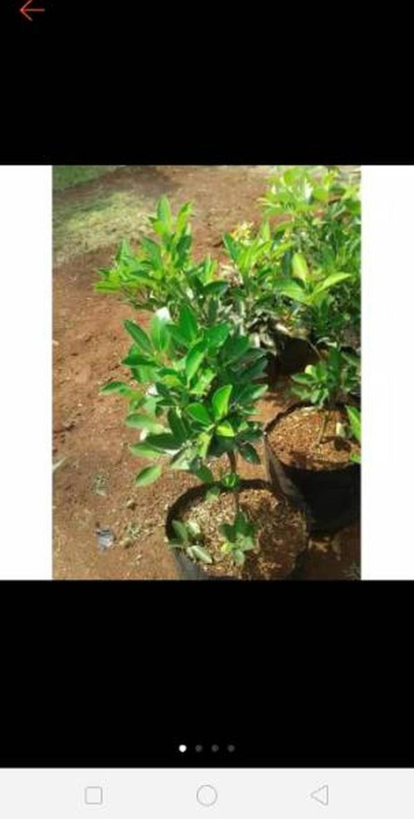 Bibit Pohon Jeruk Limo - Limau Sukabumi