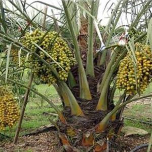 Bibit Pohon Kurma Hybrid Varietas Ajwa Sawahlunto