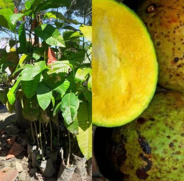 Bibit Pohon Mangga Buah Limus - Bacang Langka Aceh Barat