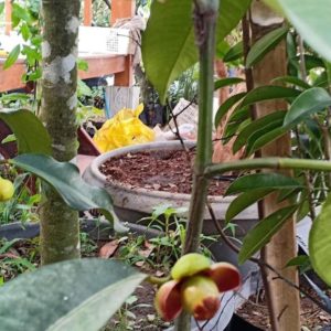 Bibit Pohon Manggis Buah Biji Okulasi Cepat Berbuah Flora Karangasem