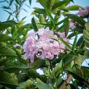 Bibit Pohon Tabebuya Cod Bunga Sakura Merah Muda Premium Padang Pariaman