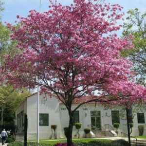 Bibit Pohon Tabebuya Cod Bunga Sakura Merah Muda Premium Seram Bagian Barat