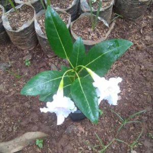 Bibit Pohon Tabebuya R Tanaman Hias Bunga Putih - Sukoharjo