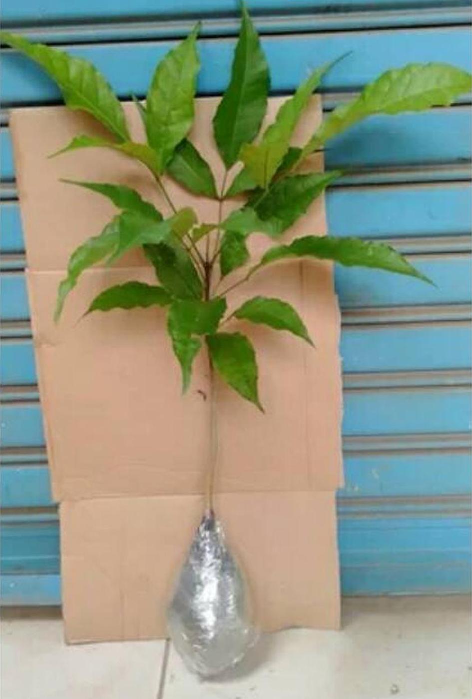Gambar Produk Bibit Pohon Tabebuya Tanaman Bunga Ungu - Pulau Morotai