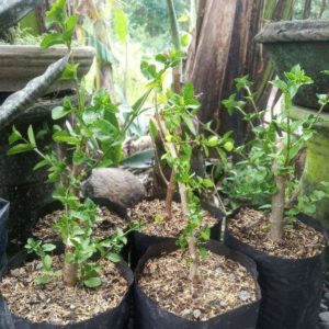 Bibit Sancang Premna Microphylla Bahan MameSmall Hasil Okulasi Aceh Besar