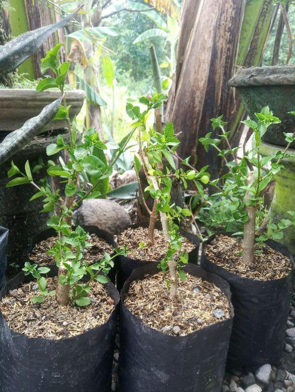 Gambar Produk Bibit Sancang Premna Microphylla Bahan MameSmall Hasil Okulasi Aceh Besar