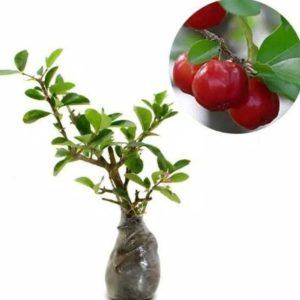 Bibit Sianci Tanaman Buah Cerry Chery Cherry Bakal Sianchi Labuhan Batu