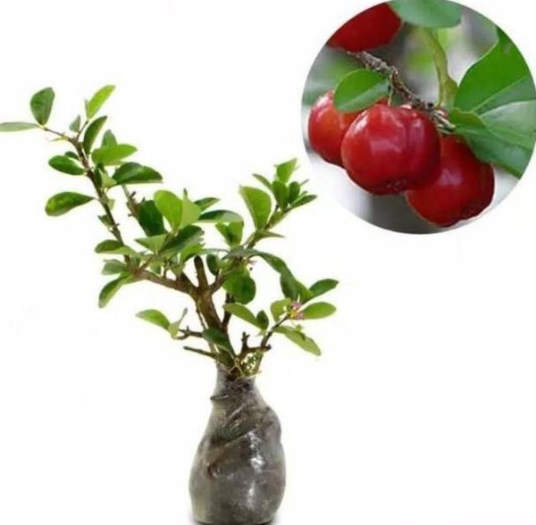 Bibit Sianci Tanaman Buah Cerry Chery Cherry Bakal Sianchi Labuhan Batu