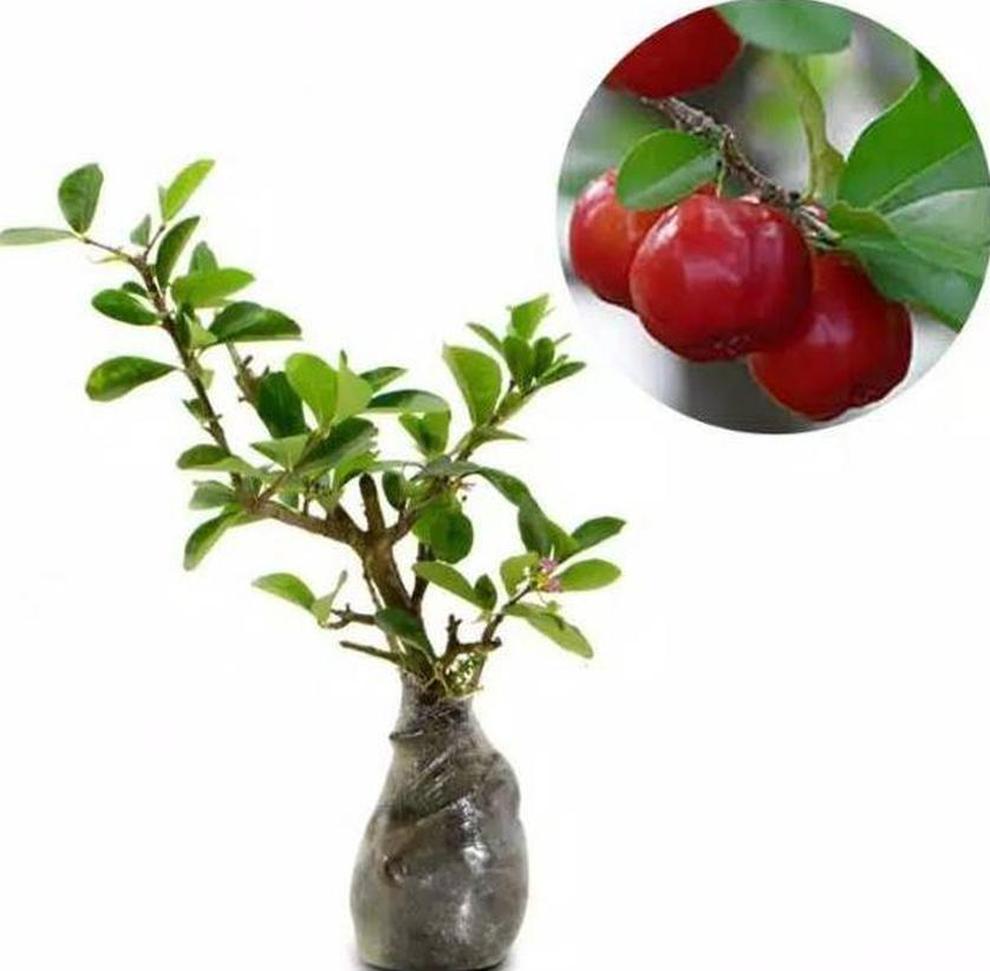 Gambar Produk Bibit Sianci Tanaman Buah Cerry Chery Cherry Bakal Sianchi Merauke
