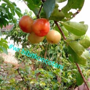 Bibit Sianci Tanaman Buah Cerry Chery Cherry Vietnam Bakal Bone