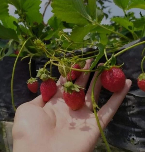 Bibit Strawberry Jumbo California Rimbun Kondisi Berbunga Bandung Barat