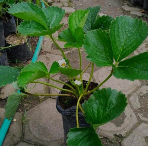 Bibit Strawberry Jumbo California Rimbun Kondisi Berbunga Lampung Tengah