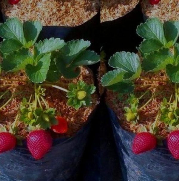 Bibit Strawberry Jumbo California Rimbun Kondisi Berbunga Sumba Barat Daya