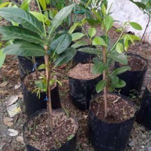 bibit tanaman Bibit Buah Black Sapote Harga Termuraah Giant Jumbo Sambung PucukOkulasi Dari Pohon Yang Sudah Berbua Pelalawan