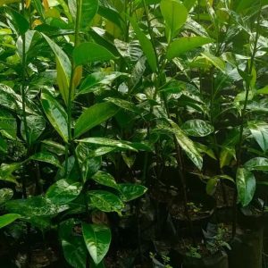bibit tanaman Bibit Buah Black Sapote Paling Dicari Jumbo Seluma