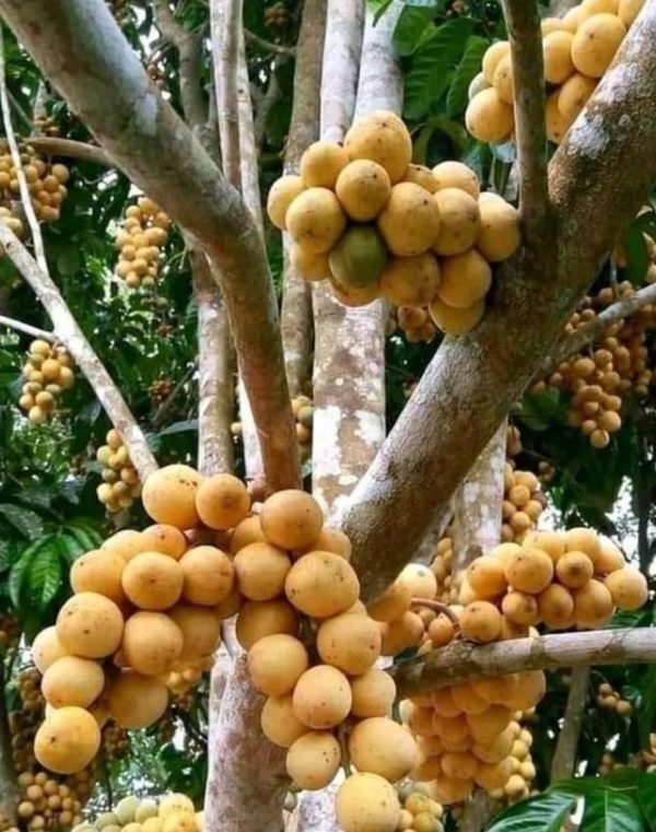 bibit tanaman Bibit Buah Duku Palembang Okulasi Lampung Selatan