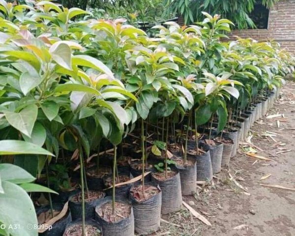 bibit tanaman Bibit Buah Duku Seller Kenitu Ungu Dan Palembang Halmahera Utara