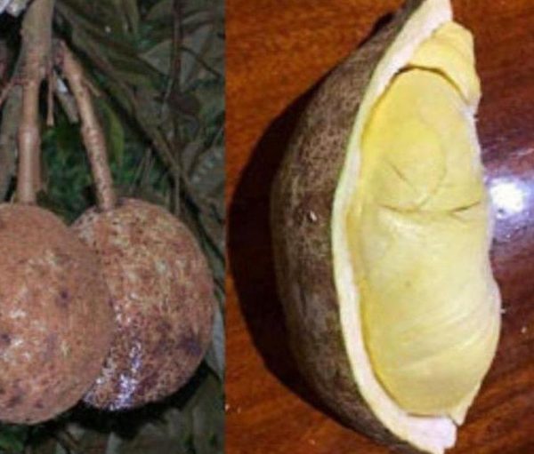 bibit tanaman Bibit Buah Durian Gundul Pesial Tanaman Okulasi Harga Bersaing Merangin