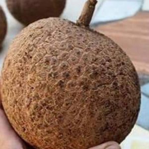 bibit tanaman Bibit Buah Durian Gundul Super Morowali