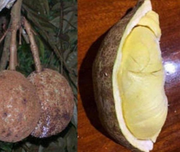 bibit tanaman Bibit Buah Durian Gundul Tanaman Okulasi Paling Murah Kepulauan Aru