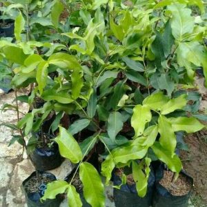 bibit tanaman Bibit Buah Jambu Bajang Leang Bangkalan