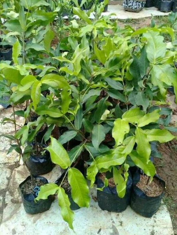 bibit tanaman Bibit Buah Jambu Bajang Leang Bangkalan