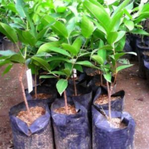 bibit tanaman Bibit Buah Jambu Dalhari Hasil Okulasi Super Manis Cocok Di Tanam Lombok Utara