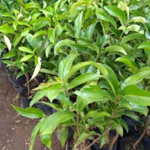 bibit tanaman Bibit Buah Jambu Jamaika Giant Okulasi Ogan Komering Ilir